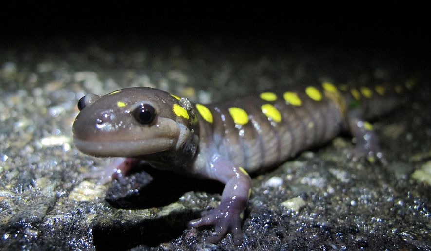 In this April 10, 2015 photo, an eager Spotted Salamander crosses the road to get to its breeding pool, on North Lincoln Street in Keene, N.H. Frogs, salamanders and toads have a shorter window for their annual migration to the temporary vernal pools where they breed thanks to this year&#39;s late spring and the trend toward hotter and dryer summers.  (Brett Amy Thelen/Harris Center for Conservation Education via AP)