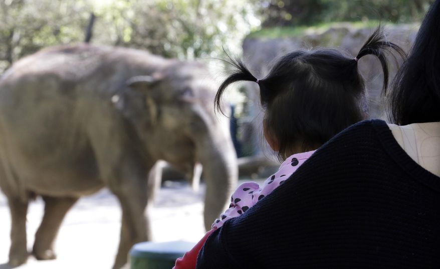 In this file photo taken Thursday, April 9, 2015, a child looks at Bamboo, an Asian elephant, as she walks in her enclosure at the Woodland Park Zoo, in Seattle. (AP Photo/Elaine Thompson) ** FILE **