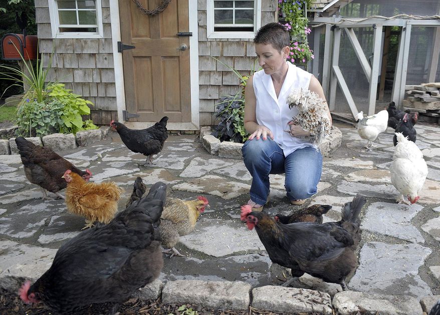 In this August 15, 2014 photo, Kathleen Mormino feeds some of her chickens in the backyard of her home in Suffield, Conn. With bird flu still a significant problem in the Midwest, the East Coast is now bracing for migratory treks of waterfowl that could put numerous states with poultry farms and backyard chicken operations at risk of an outbreak. (Jim Michaud/Journal Inquirer via AP)