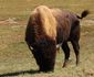 bison1.jpg