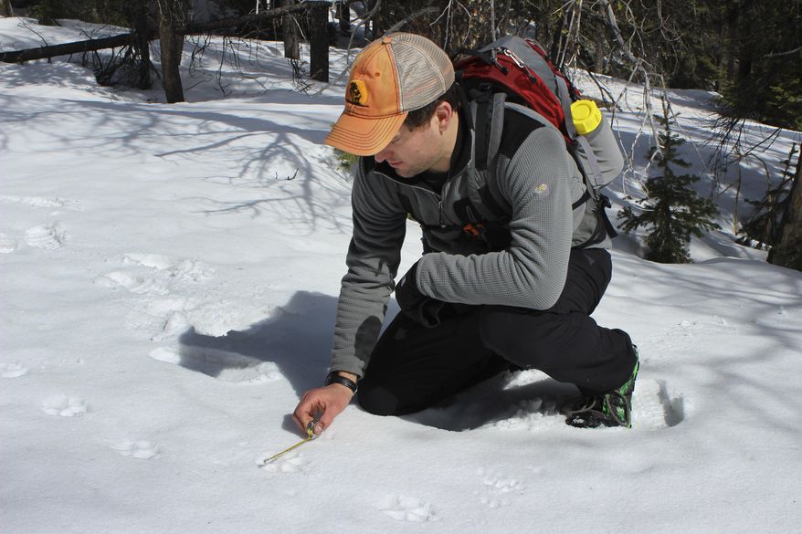 Joe Donohoe measures a wolf track found along the Continental Divide near Canyon Creek, Mont., in March, 2015. Donohoe and other volunteers met in early March to run one of the transects and see what animals were using the Continental Divide as part of a project to recruit and train volunteers under the tutelage of wildlife researchers at Bozeman-based Wildthings Unlimited with data generated going to the Helena National Forest as it develops a new forest plan. (Tom Kuglin/The Independent Record via AP)