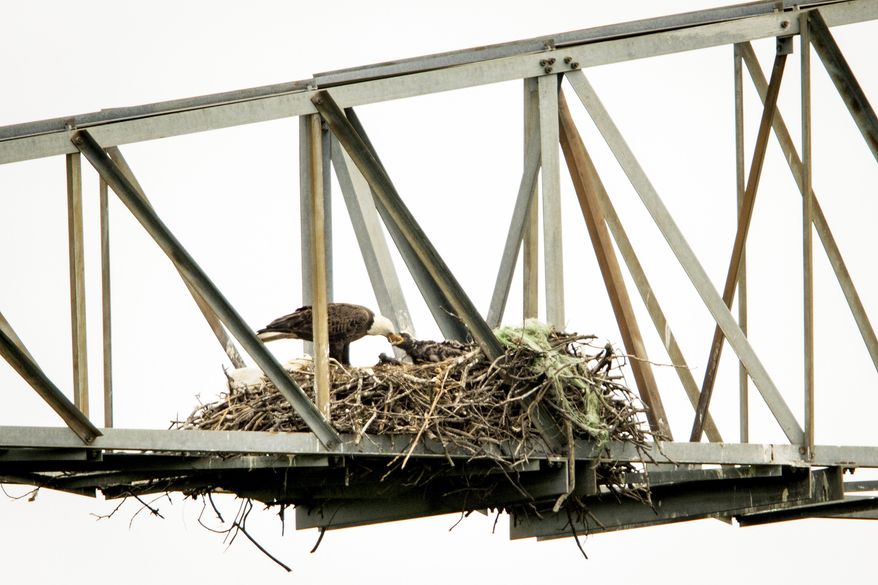 ADVANCE FOR SUNDAY MAY 3, 2015 - An eagle feeds a young eaglet at their nest atop a purpose-built tower at the John Bunker Sands Wetland Center on Wednesday, April 8, 2015, in Seagoville, Texas. (Smiley N. Pool/The Dallas Morning News via AP)