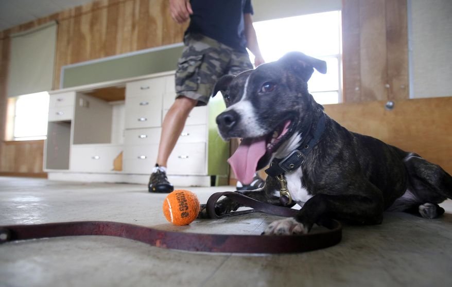 In this Thursday, April 23, 2015 photo, narcotics detection dog Libby sits with her reward ball, after going through a training exercise with her new handler, Montgomery County Deputy Constable Jesse Ballinger, in San Antonio. Brad Croft, of Universal K-nine, trains dogs, like Libby, to work with police departments. Instead of the traditional police dogs, he looks for rescue dogs from shelters and kennels. Sometimes these dogs are unadoptable for a variety of reasons, but make good working dogs. (William Luther/The San Antonio Express-News via AP)