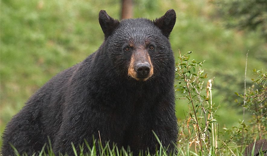 Northwestern Montana – Black Bear -
For great black bear hunting, look to the regions north and west of Missoula, east of the Idaho border. Montana's spring black bear hunt success runs about 90% and opportunities on black bear are well over 95%. The extensive mountainous area on the west side of the Continental Divide is also home to two of the most popular travel destinations of the Pacific Northwest, Glacier National Park and Flathead Lake. Spring bear season starts April 15th and runs until May 31st.