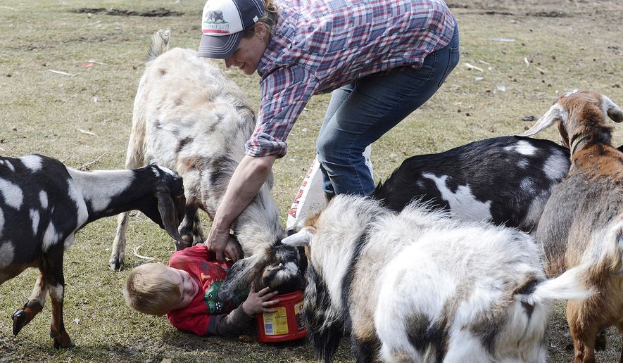 ADVANCE FOR SUNDAY MAY 3 AND THEREAFTER In this April 27, 2015 photo, Julie Wendt reaches for her son Silas Wendt who was overrun by goats during feeding time at Karluk Acres in Kenai, Alaska. The farm, which Wendt co-owns with Paul Vass, has one of the few goat-shares on the Kenai Peninsula. (Kelly Sullivan/Peninsula Clarion via AP)