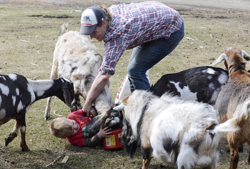 ADVANCE FOR SUNDAY MAY 3 AND THEREAFTER In this April 27, 2015 photo, Julie Wendt reaches for her son Silas Wendt who was overrun by goats during feeding time at Karluk Acres in Kenai, Alaska. The farm, which Wendt co-owns with Paul Vass, has one of the few goat-shares on the Kenai Peninsula. (Kelly Sullivan/Peninsula Clarion via AP)