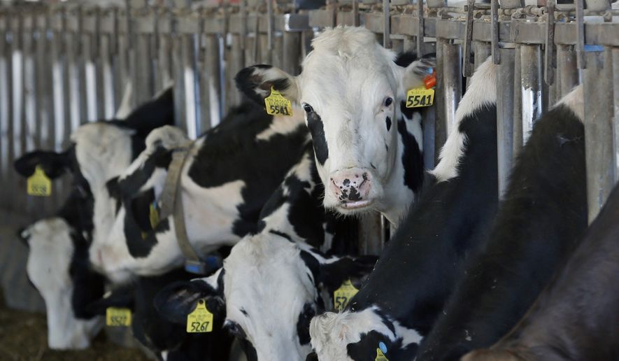 In this Thursday, April 30, 2015 photo, cows feed in a barn at Eildon Tweed Farm in West Charlton, N.Y. This is shaping up as a challenging year for all U.S. dairy farmers, who enjoyed record high milk prices and low feed prices last year. But it’s especially challenging for farmers in small marketing groups independent from regional or national dairy cooperatives. (AP Photo/Mike Groll)
