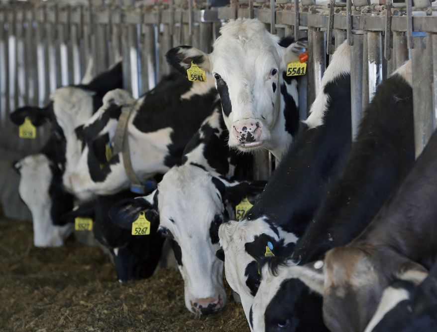 In this Thursday, April 30, 2015 photo, cows feed in a barn at Eildon Tweed Farm in West Charlton, N.Y. This is shaping up as a challenging year for all U.S. dairy farmers, who enjoyed record high milk prices and low feed prices last year. But it’s especially challenging for farmers in small marketing groups independent from regional or national dairy cooperatives. (AP Photo/Mike Groll)