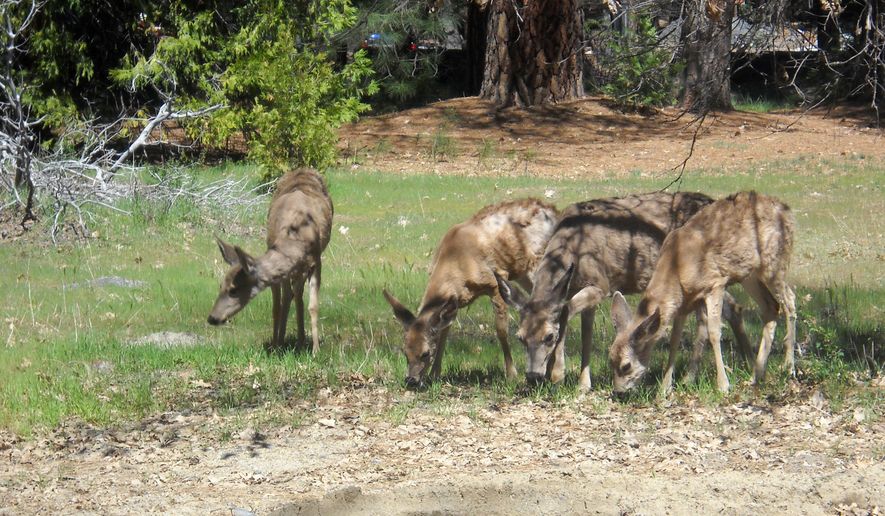 This April 2013 file photo shows mule deer grazing in Yosemite National Park in California. North Dakota hunters will not be able to go after mule deer does in the western badlands for a fourth straight year, as officials continue work to boost numbers of the animals that have been impacted by severe winters and the region's energy boom. (AP Photo/Kathy Matheson, File)