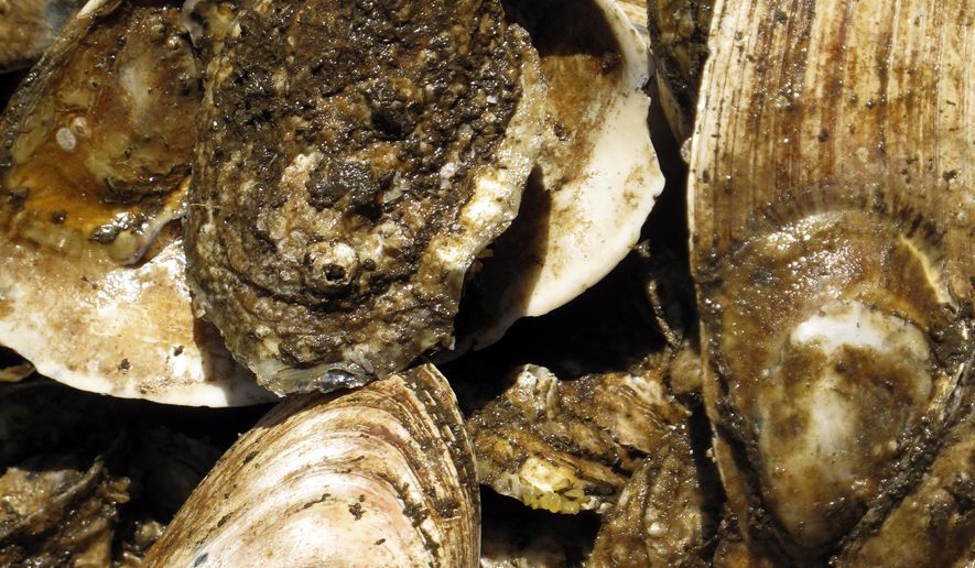 This June 27, 2012, photo shows oysters, attached to larger clam shells, from an experimental colony that environmentalists were growing at a Navy pier in Middletown, N.J. On Monday May 4, 2015, a New Jersey state senate committee advanced a bill that would force the state Department of Environmental Protection to allow experimental oyster colonies to be grown in Raritan Bay and other polluted waters. (AP Photo/Wayne Parry)