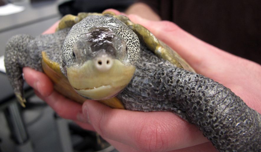 FILE - In this Dec. 16, 2014 file photo, an adult diamondback terrapin turtle is held by a student at the Marine Academy of Technology and Environmental Science in Manahawkin, N.J. Students who study and care for turtles at the school got New Jersey legislators to introduce a bill that would make it illegal to catch or take the turtles from the wild. On Monday May 4, 2015, the students testified in support of the bill at a state senate committee, which then approved and forwarded it to the full senate for a vote. (AP Photo/Wayne Parry, file)