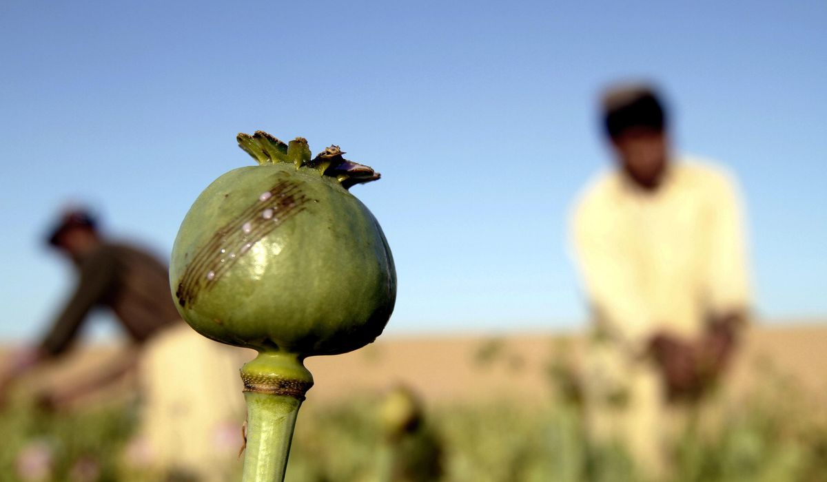 NextImg:Pentagon warns members of the military to avoid poppy seeds because of drug tests