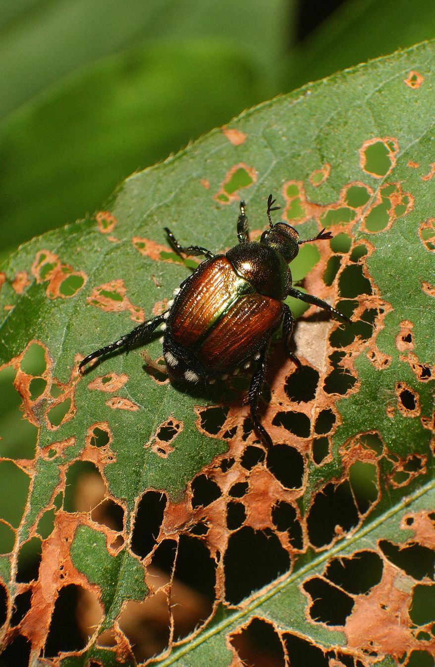 FILE - In this July 25, 2003, file photo, a Japanese beetle makes its way up a leaf it has helped skeletonize in Columbus, Ind. North Dakota Agriculture Commissioner Doug Goehring is urging people who buy nursery stock to check for Japanese beetles. The beetles have been found in North Dakota every year since 2012, but Goehring says officials don't believe large numbers of the pest are yet in the state. The Agriculture Department also is seeking volunteers to help place traps around the state. (Joe Harpring/The Republic via AP, File)