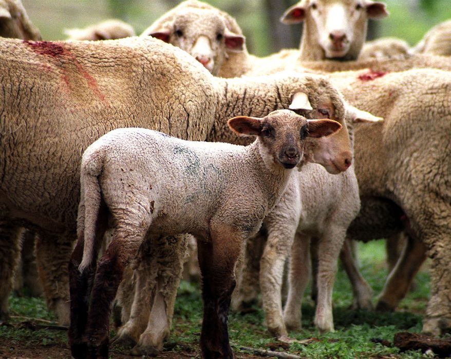 FILE — Sheep and lambs are shown on Bob Lehfeldt's ranch near Lavina, Mont., June 19, 2004. (AP Photo/Becky Bohrer, File)