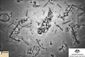 Australia Malaysia Missing Plane Shipwreck.JPEG-0c9eb.jpg