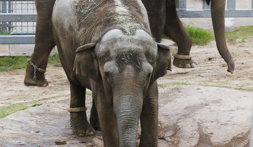 Bamboo, front, and Chai, rear, two Asian elephants from Seattle, check out their enclosure at the Oklahoma City Zoo in Oklahoma City, Wednesday, May 13, 2015. Chai and Bamboo arrived safely around 3 a.m. Wednesday at the Oklahoma City Zoo and Botanical Garden. The animals will undergo multiple checkups and will be quarantined for 30 days before joining the other five elephants at the zoo. (AP Photo/Sue Ogrocki)