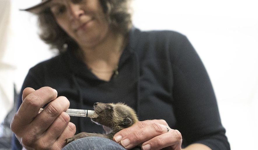In this April 9, 2015 photo, Christy Gebritz, director of operations at Oaken Acres Wildlife Center in Sycamore, Ill., feeds a three week old baby raccoon special raccoon specific baby formula with a syringe. Oaken Acres received the raccoon after it was abandoned by its mother in someone's boat while it was stored for the winter. Gebritz said on average Oaken Acres takes in about 500 animals per year. (Danielle Guerra/Daily Chronicle via AP) CHICAGO TRIBUNE OUT, MANDATORY CREDIT
