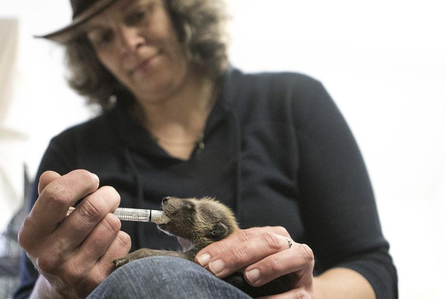 In this April 9, 2015 photo, Christy Gebritz, director of operations at Oaken Acres Wildlife Center in Sycamore, Ill., feeds a three week old baby raccoon special raccoon specific baby formula with a syringe. Oaken Acres received the raccoon after it was abandoned by its mother in someone's boat while it was stored for the winter. Gebritz said on average Oaken Acres takes in about 500 animals per year. (Danielle Guerra/Daily Chronicle via AP) CHICAGO TRIBUNE OUT, MANDATORY CREDIT