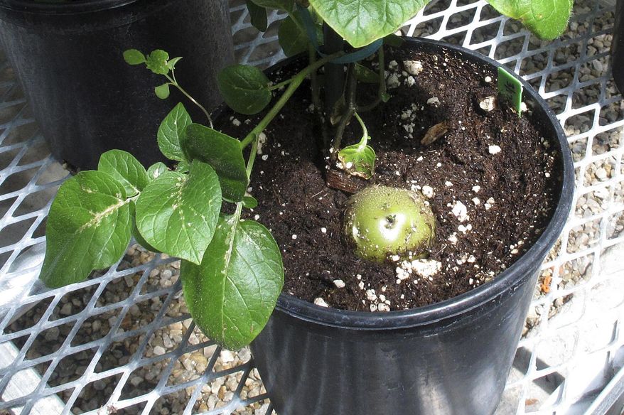 FILE - This May 10, 2013, file photo shows a genetically engineered potato poking through the soil of a planting pot inside J.R. Simplot's lab in southwestern Idaho. The Agriculture Department has developed the first government certification and labeling for foods that are free of genetically modified ingredients. USDA's move comes as some consumer groups push for mandatory labeling of genetically modified organisms, or GMOs. (AP Photo/John Miller, File)