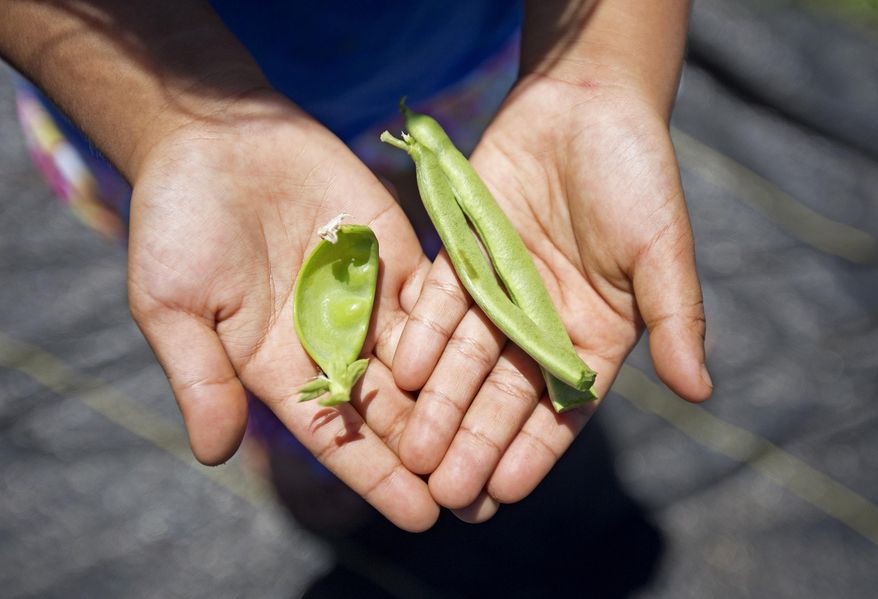 ADVANCE FOR SUNDAY MAY 17, 2015 AND THEREAFTER- In this photo taken May 6, 2015, first grader Angel Summer, 6, holds peas and green beans picked from the school garden at Laupahoehoe Community Public Charter School in Laupahoehoe, Hawaii. Gardens like Laupahoehoe's are part of a broader farm-to-school effort on Hawaii Island, one that is mirrored in schools across the country. Programs emphasize procuring local food, using gardens as classrooms, and helping students develop healthy eating habits and understanding of where their food comes from. (Hollyn Johnson/Hawaii Tribune-Herald via AP)