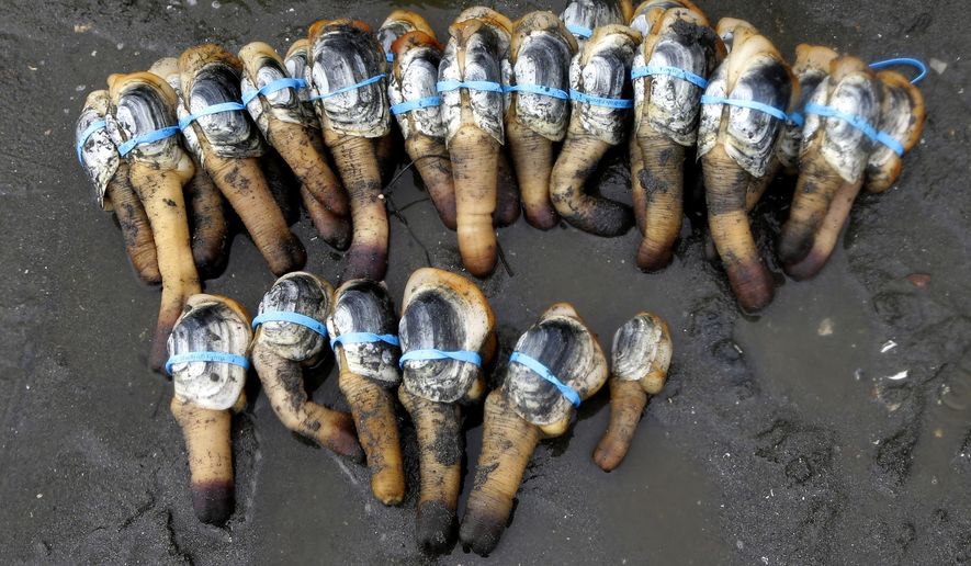 In this March 23, 2015 photo, geoducks grown for for Taylor Shellfish Farms are shown with blue bands around them and ready for transport to a packaging facility near Harstine Island, Wash. Demand in Asia for the giant clams is prompting shellfish farmers to grow more of the marine bivalve along Washington’s private tidelands. (AP Photo/Ted S. Warren)