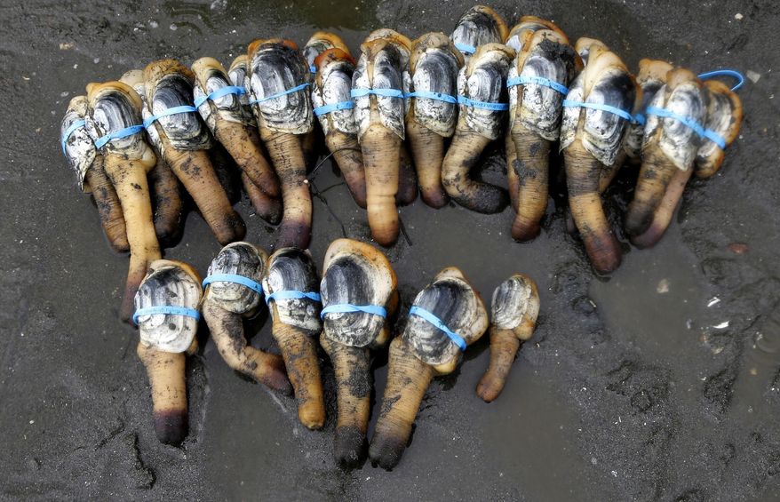 In this March 23, 2015 photo, geoducks grown for for Taylor Shellfish Farms are shown with blue bands around them and ready for transport to a packaging facility near Harstine Island, Wash. Demand in Asia for the giant clams is prompting shellfish farmers to grow more of the marine bivalve along Washington’s private tidelands. (AP Photo/Ted S. Warren)