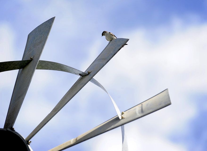 During a lull between wind gusts a bird lands on the windmill at the EE Wilson pond in Benton County Oregon on Wednesday May 7, 2015. (Andy Cripe/Corvallis Gazette-Times via AP)