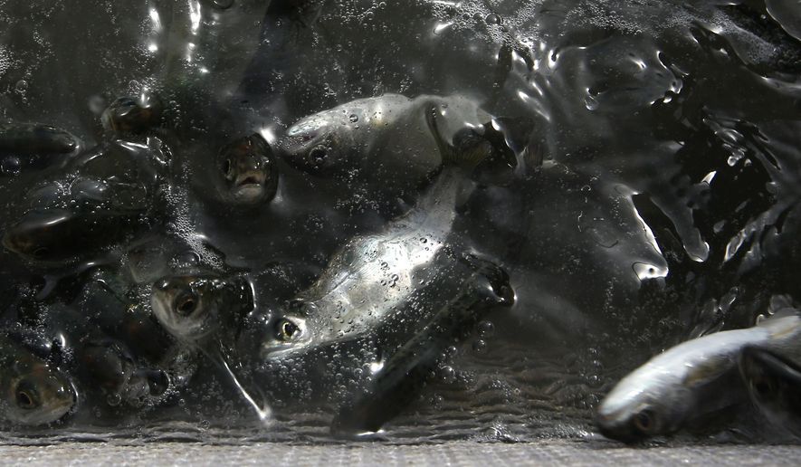 This Wednesday, May 13, 2015 photo shows young salmon, known as "smolts," in a net suspended on a barge at Mare Island, Calif. The estimated 350,000 fish have been trucked to Mare Island from the Coleman National Fish Hatchery near Anderson, Calif. for release in San Pablo Bay. Due to the worst drought that California has faced in 40 years, state and federal wildlife officials fear that the smolts, normally released upriver near the hatcheries where they were spawned, would not survive low river flows, warm water and predators to survive the journey to the ocean. (AP Photo/Rich Pedroncelli)