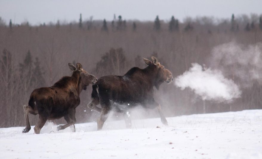 In this 2014 photo provided by the Minnesota Department of Natural Resources, a moose calf follows it's mother in the snow near Grand Marias, Minn. Minnesota’s moose population is down to about 3,450, a fall of about 60 percent from 8,840 in 2006. Scientists are still trying to understand why they’re dying out, but they suspect an interplay involving warmer temperatures, parasites, disease, and changing forest habitat. The state suspended moose hunting in 2013, perhaps permanently. (Pete Takash/Minnesota Department of Natural Resources via AP)