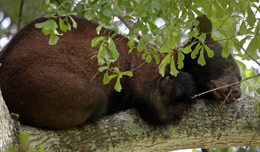 A Louisiana black bear, a protected sub-species of the black bear, perches in a water oak tree in Marksville, La., Sunday, May 17, 2015. The young bear’s search for a new home has brought him into a central Louisiana neighborhood where he’s spent the past week up one tree or another. (AP Photo/Gerald Herbert)