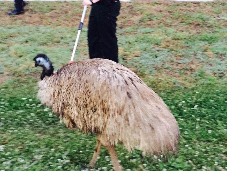 In this photo provided by the Douglas County (Ga.) Sheriff’s Office, a handler holds on to an emu that wandered onto Interstate 20 west of Atlanta and slowed traffic, Tuesday morning, May 19, 2015. Authorities said the bird escaped from a private owner’s property. (Alex Roman/Douglas County Sheriff’s Office via AP)