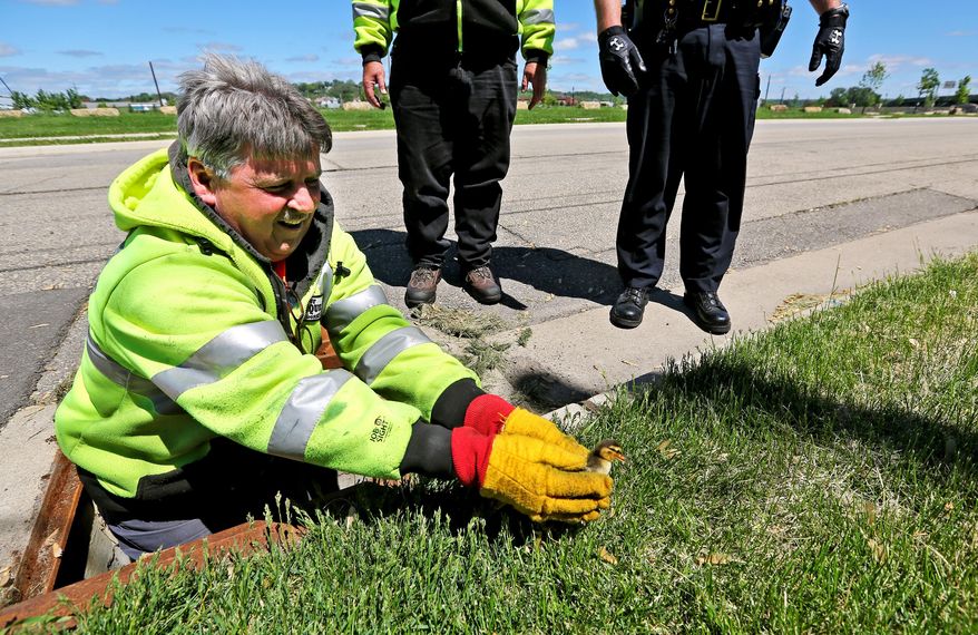 CORRECTS NAME OF EMPLOYEE TO BILL KELLY - City of Dubuque employee Bill Kelly rescues one of ten baby ducks that fell into a storm drain Monday May 18, 2015 in Dubuque, Iowa. (Dave Kettering/Telegraph Herald via AP)