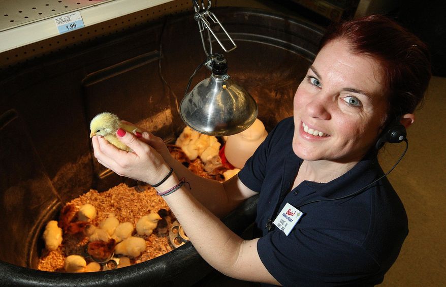 In this photo taken on April 23, 2015, Blain’s Farm and Fleet assistant manager Anne McSherry shows an example of the Cornish chicks sold at the store in Decatur, Ill. The store doesn't carry chicks every day in its copious animal husbandry section, but gets in several dozen twice a year. Store manager Jeff Kinsella said the chicks are actually posted to the business in a mailing that gives a whole new meaning to “air mail.” Once unpacked, Kinsella said, we have a cheeping scrum of chicken types with names like “Rhode Island Red,” “Cornish Cross” and even “Easter Egger.” Prices range from $1.99 to $2.99 each. (Jim Bowling/Herald & Review via AP)