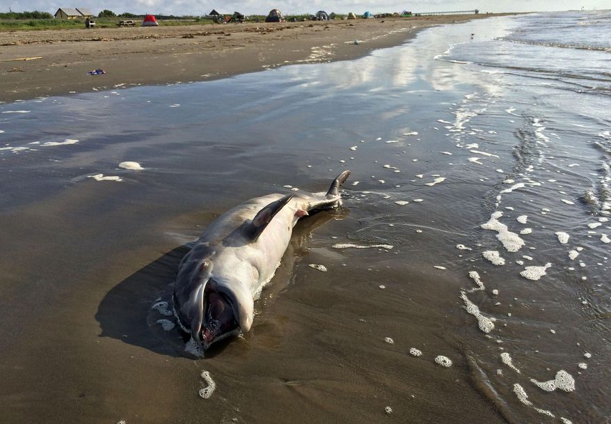 In this photo taken May 10, 2015, a dead dolphin washes ashore in the Gulf of Mexico on Grand Isle, La. National Oceanic and Atmospheric Administration (NOAA) scientists stated in a report released Wednesday, May 20, 2015, that there are links between BP's catastrophic 2010 oil spill and a spate of dolphin deaths since the spill. The study is part of a wide-ranging assessment of ecological damage caused by the spill. BP has rejected that contention and said necropsies of dolphins and "other information reveal there is no evidence" to make the link between the spill and dolphin deaths. (AP Photo/Cain Burdeau)