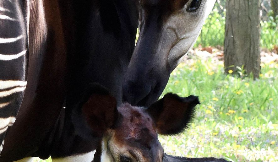 In this May 19, 2015 photo provided by the Chicago Zoological Society, in Brookfield, Ill., Will, a 1-month-old okapi calf is shown with his mom Augusta K, at the Brookfield Zoo, in Brookfield, Ill. The okapi, also known as the “forest giraffe” is a rare hoofed mammal native to the dense Ituri Forest in the Democratic Republic of Congo. (Jim Schulz/ Chicago Chicago Zoological Society via AP)