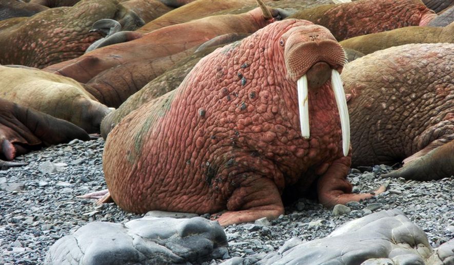 This May 2015 photo provided by explore.org, shows walruses on a beach, recorded by a robotic camera on Round Island, Alaska. A popular webcam showing large male Pacific walruses lying on the beach is once again streaming on the Internet. The high-definition stream from Alaska's remote Round Island had been dormant for nearly a decade after private funding ran out. But thanks to the philanthropic organization explore.org, the cam is again up and running.(explore.org via AP)