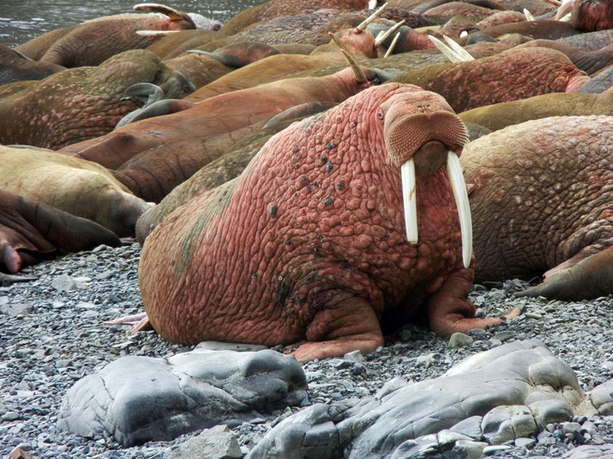 This May 2015 photo provided by explore.org, shows walruses on a beach, recorded by a robotic camera on Round Island, Alaska. A popular webcam showing large male Pacific walruses lying on the beach is once again streaming on the Internet. The high-definition stream from Alaska's remote Round Island had been dormant for nearly a decade after private funding ran out. But thanks to the philanthropic organization explore.org, the cam is again up and running.(explore.org via AP)