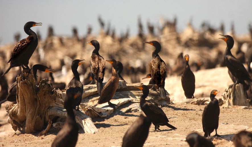This Aug. 12, 2011 shows double breasted cormorants on East Sand Island in the Columbia River near Ilwaco, Wash. Government hunters have begun scouting an island at the mouth of the Columbia River as they prepare to shoot thousands of hungry seabirds to reduce the numbers of baby salmon they eat, Thursday, May 21, 2015. (Steve Ringman/The Seattle Times via AP) SEATTLE OUT; USA TODAY OUT; MAGS OUT; TELEVISION OUT; NO SALES; MANDATORY CREDIT TO BOTH THE SEATTLE TIMES AND THE PHOTOGRAPHER