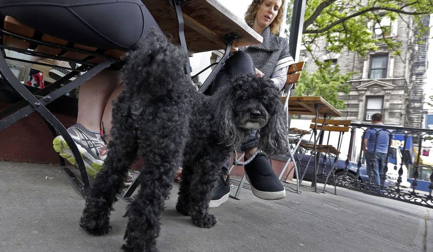 Marni Turner, and her 10-year-old Poodle "Dougie," visit at an outdoor cafe on New York's Upper West Side, Tuesday, May 19, 2015. Fido is seeking a place at the outdoor dining table, or at least under it. New York could soon become the latest in a series of states to smile on dining with canines, potentially making dogs de rigeur among the tight sidewalk tables and narrow patios of New York City’s restaurant scene. (AP Photo/Richard Drew)