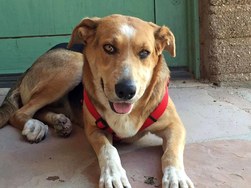 This undated photo provided by the Pima Animal Care Center shows Sunny, a shepherd mix, at the center in Tucson, Ariz. Sunny was found on May 12, 2015 hanging from a tree and has since been recovering. She is now in the care of a foster home. People from all over the world have donated $20,000 for Sunny’s medical expenses, although most of it will also help other pets in the county shelter.(Pima Animal Care Center via AP)