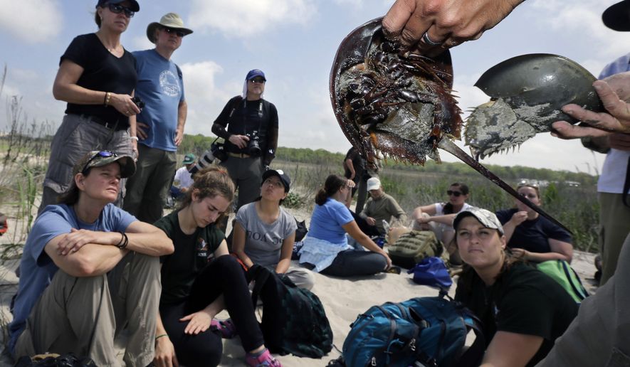 In this Monday, May 11, 2015 photograph, Shane Godshall of the American Littoral Society holds a pair of horseshoe crabs in the Reeds Beach section of Middle Township, N.J. A mainstay for shorebirds, migrating horseshoe crabs affect the numbers of shorebirds returning to the Delaware Bay region. A crash program to restore New Jersey bay and ocean beaches wrecked by Superstorm Sandy appears to have succeeded in saving tens of thousands of shorebirds that otherwise might have died after the 2012 storm wiped out their feeding grounds. (AP Photo/Mel Evans)