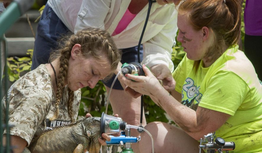 Pet World staff and volunteers and area veterinarians give oxygen to reptiles rescued after an afternoon fire, Monday, May 25, 2015, in Lawrence, Kan. Veterinarians and emergency officials worked to save animals after a fire broke out at a Kansas pet store. (Mike Yoder/The Lawrence Journal-World via AP)