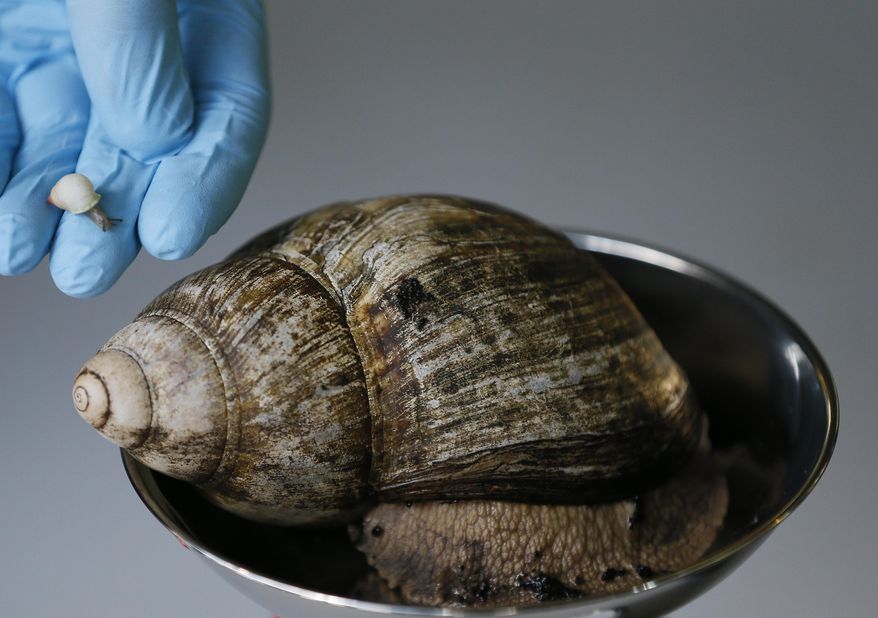 FILE - In this Aug. 21, 2014 photo, a rare Partula snail, left, is held next to an African Land snail at London Zoo. On Tuesday, May 26, 2015, the Detroit Zoo announced that 100 endangered Partula nodosa snails were on their to Tahiti, where competition with an invasive snail species drove them to extinction in the wild. (AP Photo/Kirsty Wigglesworth, File)