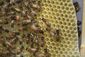 Bee Pesticides.JPEG-0bca3.jpg