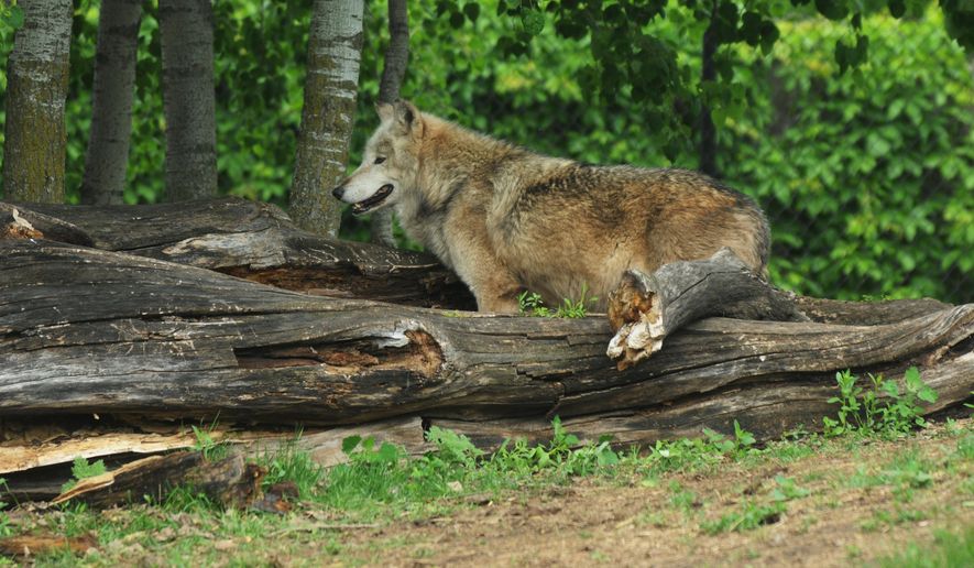 One of three wolves at the Menominee Park Zoo in Oshkosh, Wisc. A fourth wolf had to be put down after biting a child that got into a staff only area on May 22, 2015. Rebel the alpha male had to be put down after the incident. (Joe Sienkiewicz/Oshkosh Northwestern Media via AP)
