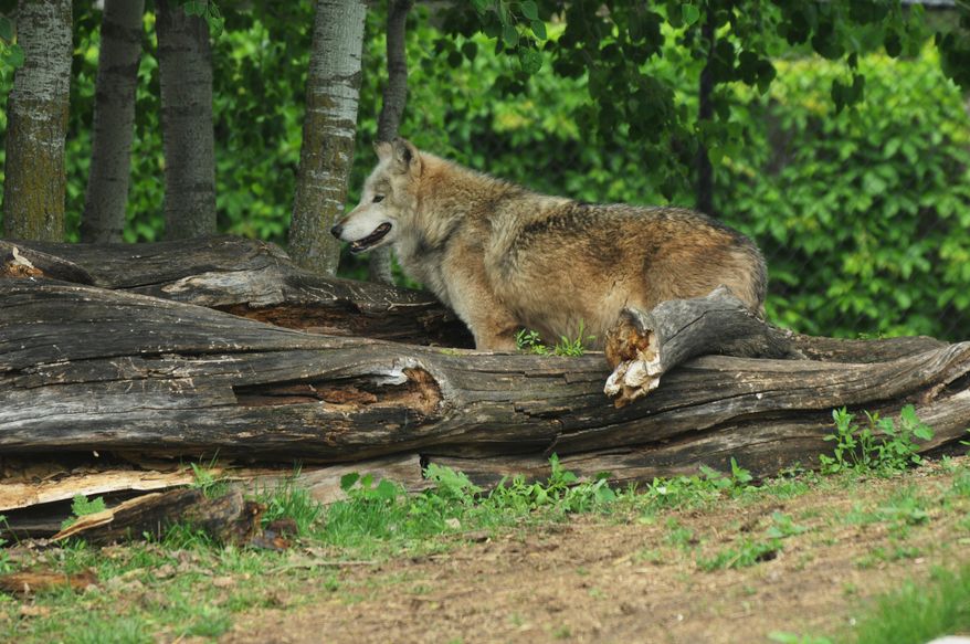One of three wolves at the Menominee Park Zoo in Oshkosh, Wisc. A fourth wolf had to be put down after biting a child that got into a staff only area on May 22, 2015. Rebel the alpha male had to be put down after the incident. (Joe Sienkiewicz/Oshkosh Northwestern Media via AP)
