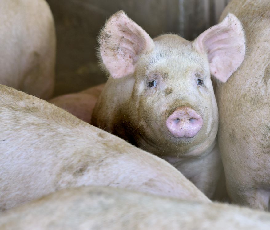 ADVANCE FOR THE WEEKEND OF MAY 30-JUNE 1 AND THEREAFTER - In a Thursday, May 21, 2015 photo, feeder pigs are shown in a barn on Ken Gard's rural Sioux City farm. Gard currently markets his hogs to a packing plant in Fremont, Nebraska, but would consider selling to the recently announced Seaboard Triumph pork plant planned to be built in Sioux City. Gard currently markets his hogs to a packing plant in Fremont, Nebraska, but would consider selling to the recently announced Seaboard Triumph pork plant planned to be built in Sioux City. Sioux City Journal photo by Tim Hynds
