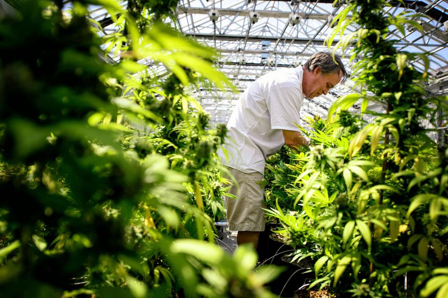 In this photo taken on Tuesday, May 5, 2015, Guy Lindblom picks unnecessary leaves from mature cannabis plants so they can concentrate more of their energy into the flowering buds where the medicinal chemicals are produced at a greenhouse in Otsego, Minn. The crop is coming in at Minnesota Medical Solutions, one of two manufacturers who will be supplying the state's medical marijuana. (AP Photo,Star Tribune,Glen Stubbe, File)