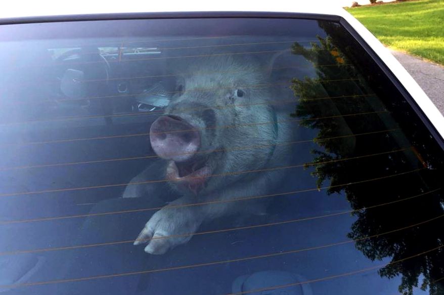 This May 28, 2015 photo provided by the Shelby Township Police Department shows a stray pig in then back of police vehicle in suburban Detroit. A homeowner said she was doing yard work when the pig came barreling toward her, chasing her into the front yard before apparently getting distracted by a decorative ball. Police showed up and got the pig off the streets, though it left a mess inside the police vehicle before it was reunited with its owner. (Shelby Township Police Deptartment via AP)