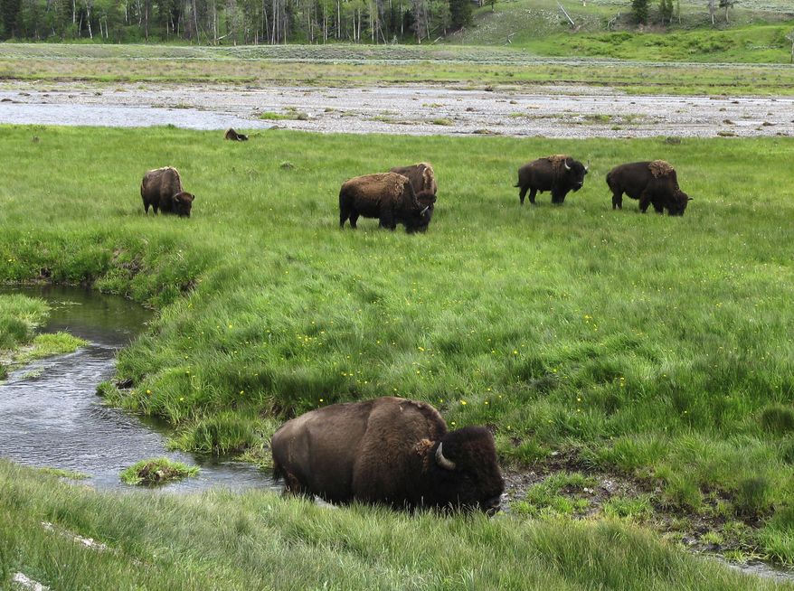 FILE - In this June 19, 2014, file photo, bison graze near a stream in Yellowstone National Park in Wyoming. For the second time in three weeks, a bison has seriously injured a tourist in Yellowstone National Park. Park officials say injuries to the 62-year-old Australian aren't life-threatening though the bison tossed him several times into the air Tuesday morning, June 2, 2015. (AP Photo/Robert Graves, File)